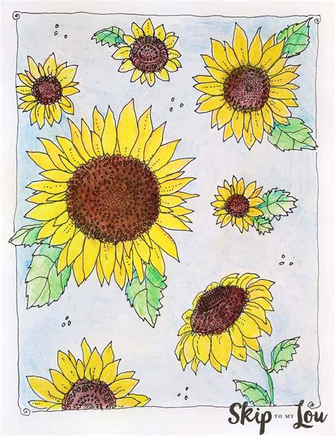 sunflower coloring page skip   lou