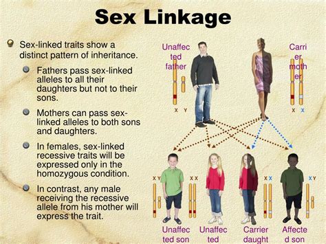 ppt linked genes sex linkage and pedigrees powerpoint free nude porn