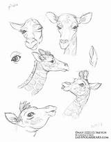 Sketch Animal Daily Fox Fennec Lindsay Cibos Giraffe Unknown Links Posted Am Comments Post sketch template