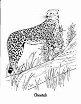 Cheetah Coloring Pages Realistic Baby Outline Drawing Cub Lion Animals Getdrawings Getcolorings Printable Color Paintingvalley sketch template