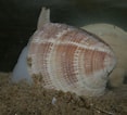 Afbeeldingsresultaten voor Gewone Venusschelp Geslacht. Grootte: 117 x 106. Bron: www.strandwerkgemeenschap.nl