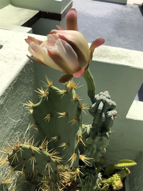 flor de cactus totem pole de ti cultivo plants