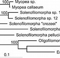 Afbeeldingsresultaten voor Solenofilomorphidae. Grootte: 193 x 105. Bron: www.researchgate.net