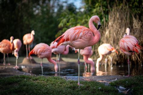 flamingo stock  pictures royalty  images istock