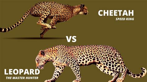 cheetah  leopard  interesting big cats facts