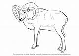 Mouflon Draw Drawing Step Animals Tutorials Other sketch template