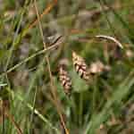 Image result for Carex_limosa. Size: 150 x 150. Source: www.thismia.com