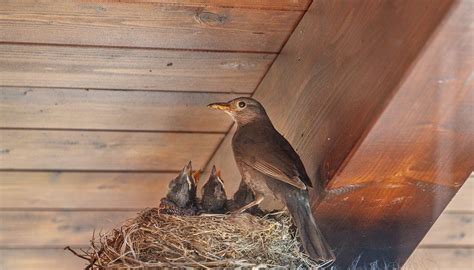 How To Keep Birds From Nesting In Gutters Photos