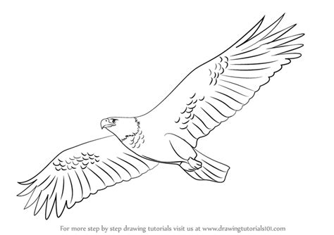 draw  eagle flying birds step  step drawingtutorialscom