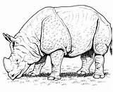 Rinoceronte Africano Indio Selvagem Indiano Badak Selvagens Mewarnai sketch template