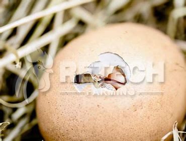retech   prevent chicks  dying  pecking  shells