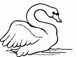 Cisne Colorir Cisnes Aves Animais Bello Reconocer Escuchar Patinho Feio Educar Vida sketch template