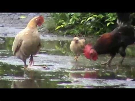 ayam mencari makan bersama keluarga  lucu youtube