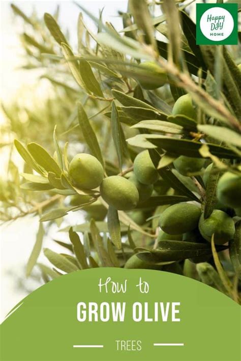 grow olive trees happy diy home