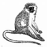 Vervet Monkey Coloring Pages Color Animals sketch template