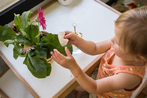 plant care   montessori home