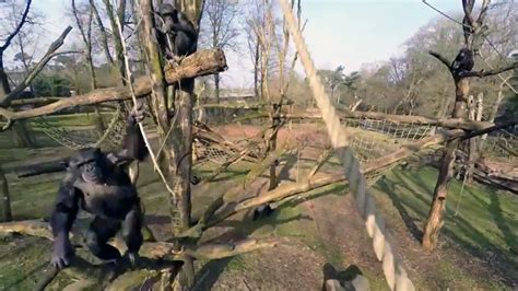 chimp    drone     swing   stick animal
