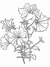 Petunia Coloring Drawing Pages Para Flower Pintar Getdrawings Drawings Dibujos Kids Flowers Flores Choose Board sketch template