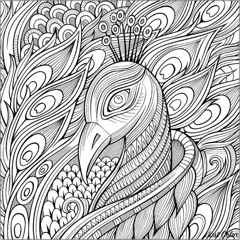 elegant peacock   blue feathers peacocks adult coloring pages