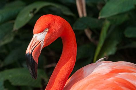 flamingo foto opisanie areal ratsion vragi populyatsiya