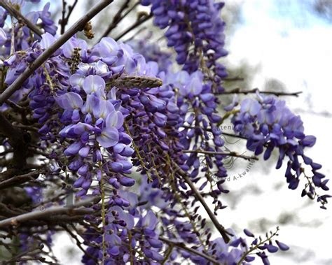 wisteria sinensis prolific blauwe regen vertrouwd