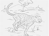 Leopard Coloring Clouded Getcolorings sketch template