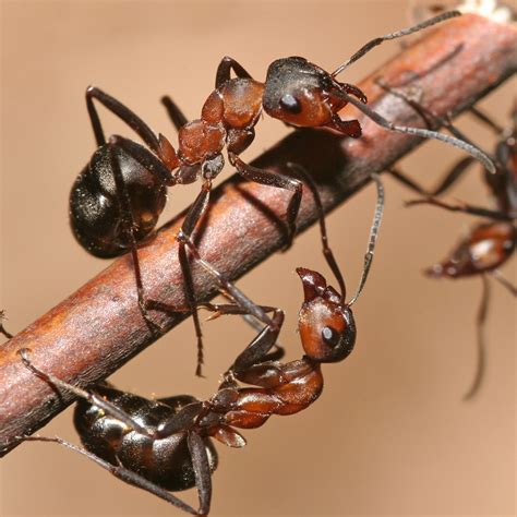 common ant questions answered green pest solutions