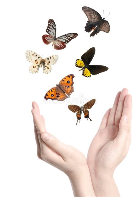 butterfly  hand stock photo image  copy animal