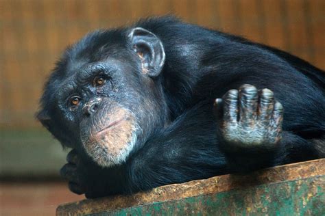 baby chimpanzee arcus