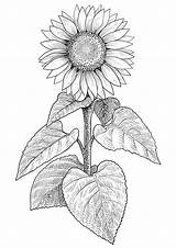 Realistic Girassol Girasol Sunflowers Gravura Ilustracao Gogh Liketogirls sketch template