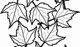Pile Leaves Coloring Pages Getdrawings Kids sketch template