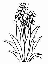 Coloring Pages Flowers Iris Flower Printable Kids Cliparts Cactus Irises Animated Drawings Coloringpages1001 Color Draw sketch template