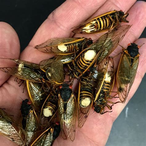 A Fungus Is Pushing Cicada Sex Into Hyperdrive And Leaving Them