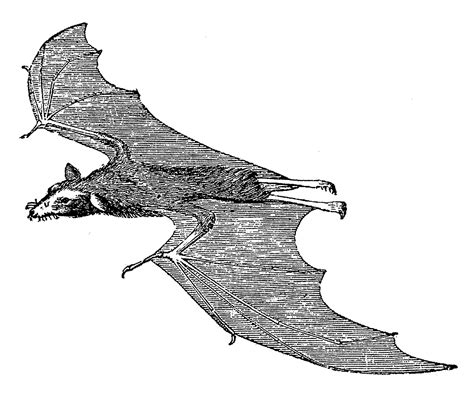 digital stamp design halloweeen scary flying vampire bat images