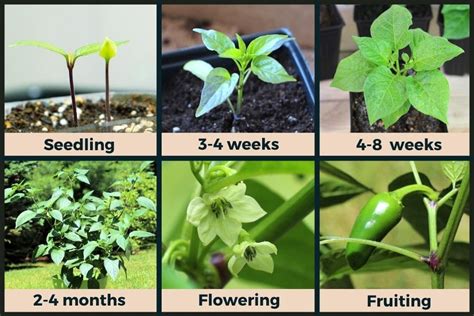 jalapeno plant stages wpictures seedling  harvest pepper geek