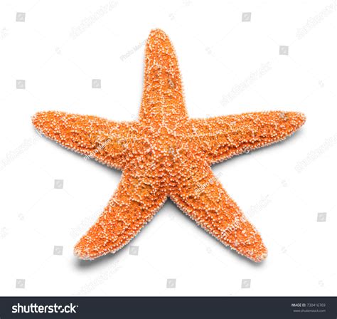 real starfish images stock  vectors shutterstock