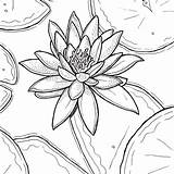 Coloring Lily Water Printable Categories Book sketch template