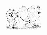 Chow Dog Coloring Breed Pages sketch template