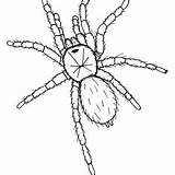 Tarantula Drawing Getdrawings sketch template