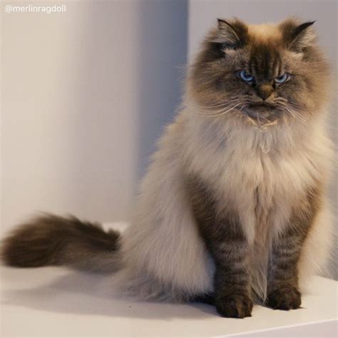 Meet Merlin The Ragdoll Cat Who Looks Always Pissed Off