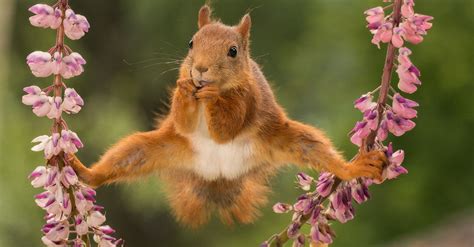 latest entries   comedy wildlife photo awards  cheer