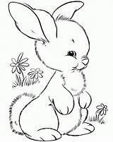 Coloring Pages Clipart Bunny Rabbits Cute Rabbit Library Carrot Eating sketch template