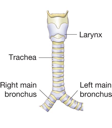 structure   trachea  extends   larynx    main bronchi