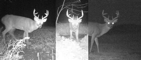 How To Analyze Or Pattern A Mature Buck A 3 Year Mi Case