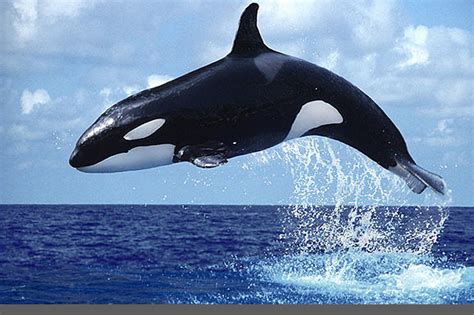 gambar kucing mewarnai ikan paus terbesar imagesee