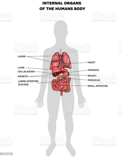 human internal organs info stock illustration download image now istock