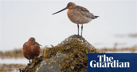 wetland bird survey reveals wading birds in decline in pictures