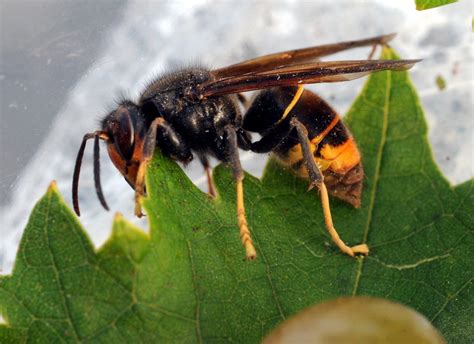 nieuwe technologie  strijd tegen aziatische hoornaar de standaard