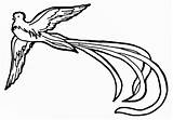 Quetzal Bird Drawing Coloring Pages Resplendent Simple Birds El Tattoo Guatemala Pyrography Other Rendition Columbian Pre Civilizations Volando Patterns Imagen sketch template