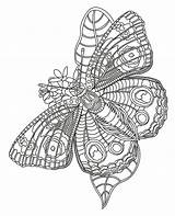 Colorear Mariposa sketch template